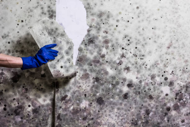 Professional Mold Remediation in Clearwater, FL