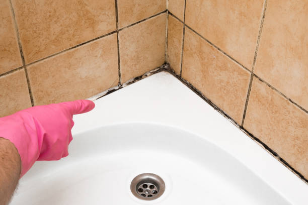 Best Emergency Mold Remediation in Clearwater, FL