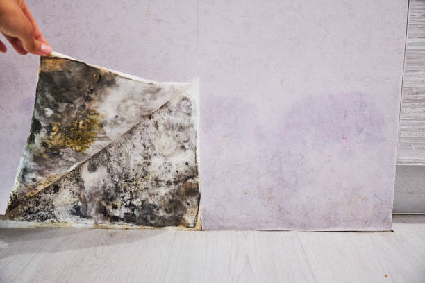 Best Mold Remediation for Specific Building Types in Clearwater, FL